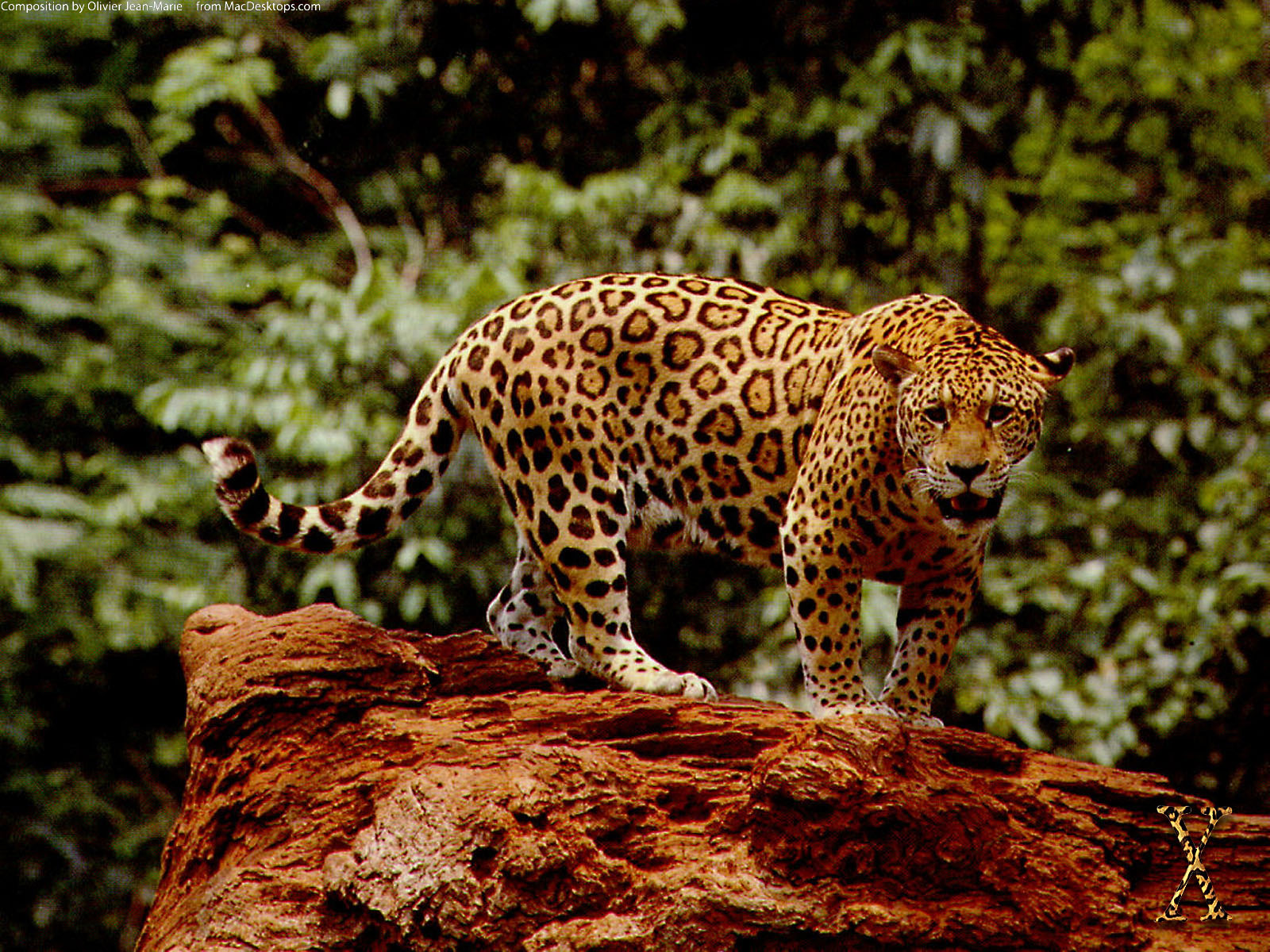 Great Jaguar828368424